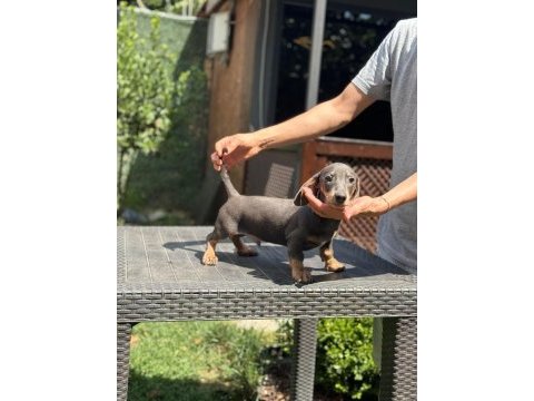 Orjinal dachshund (sosis) yavrunuz