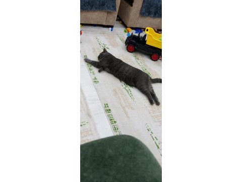 British shorthair kedisi çok oyuncu