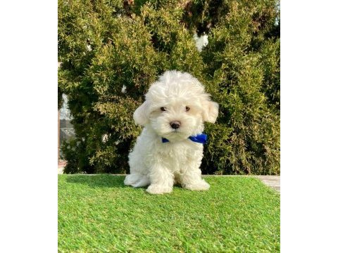 Kaliteli maltese terrier yavrularımız dişi erkek