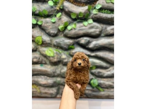 10 ağustos doğumlu kore kan poodle yavrular