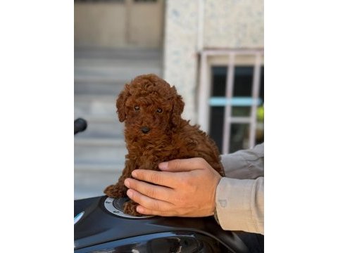 Kore poodle red brown