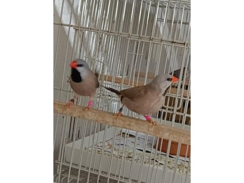 Parot baykuş çim ve star ispinozları