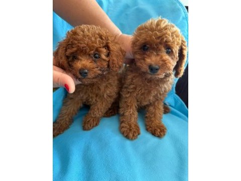 Toy poodle yavrularımız
