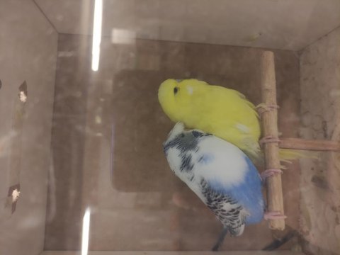 Şov jumbo tepeli muhabbet kuşlar