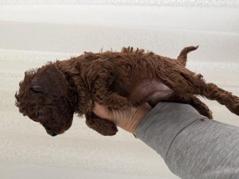 Toy poodle bebekler