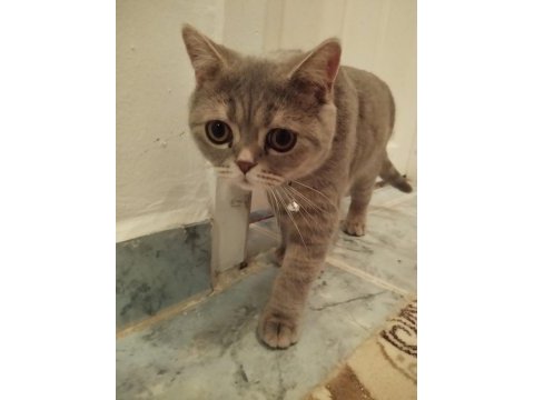 British shorthair 8 aylık