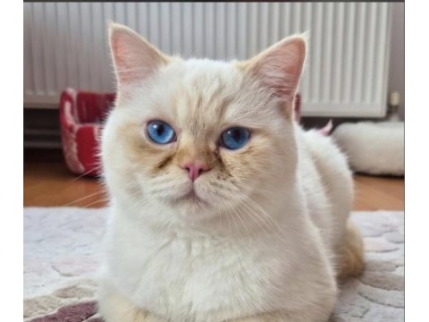Nadir renginden red point kedimiz