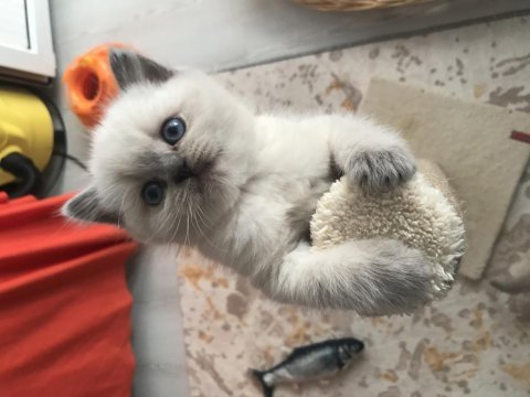 10 eylül doğumlu british shorthair bluepoint yavrularımız
