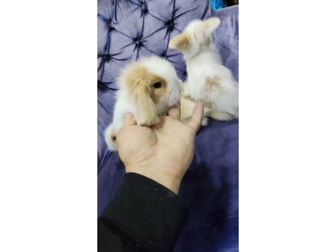 Cüce tavşan minilop ve teddy lop tavşan
