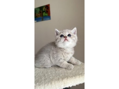 3 aylık erkek british shorthair
