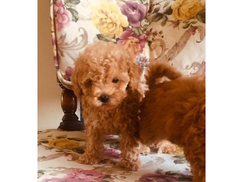 Safkan toy poodle