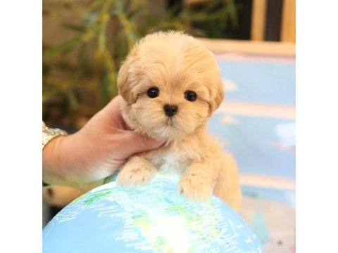 Saglık ve ırk garantılı maltıpoo bebeklerım