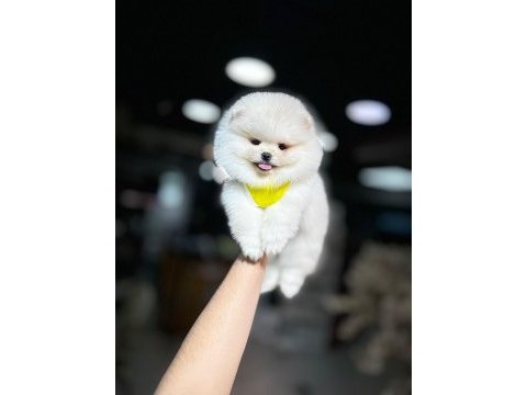 Orjinal ırk pomeranian boo yavrularımız