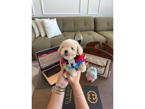 En güzel maltipoo