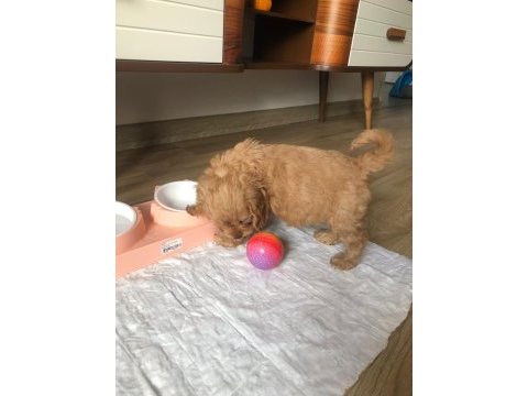 Yavru maltipoo