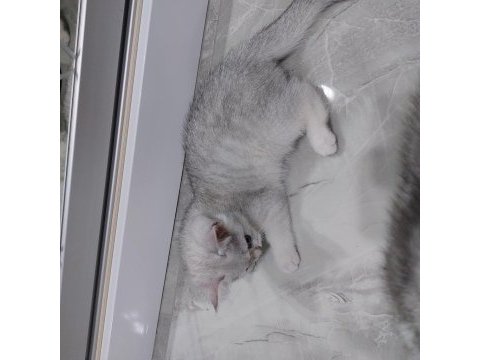 British shorthair 45 günlük yavrular ve şecereli anne