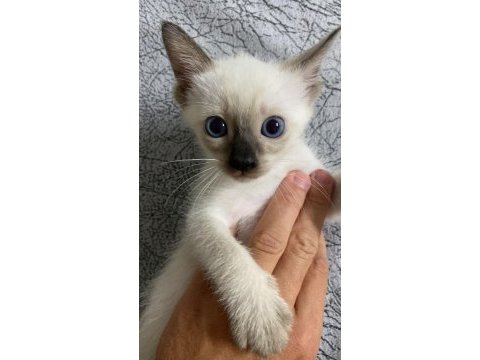 55 günlük siyam yavruları