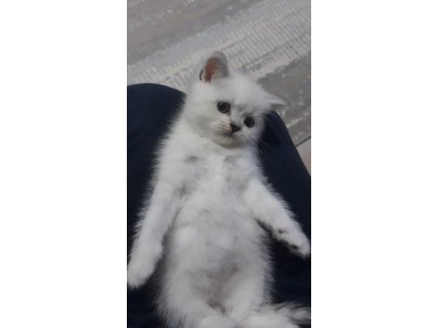 British shorthair 55 günlük