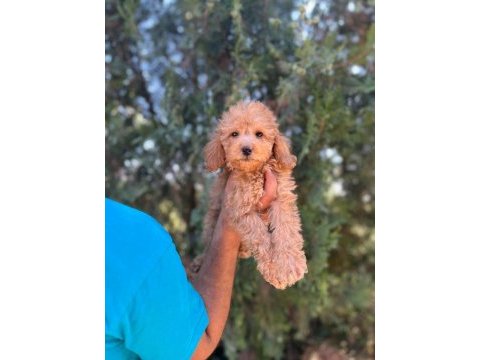 Orijinal maltipoo yavrular randevu alarak bakabilirsiniz