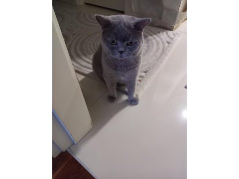 Scottish fold erkek 3 yaşında