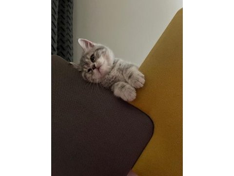 3 aylık dişi british longhair