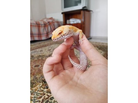 Tangerine morphu leopard gecko