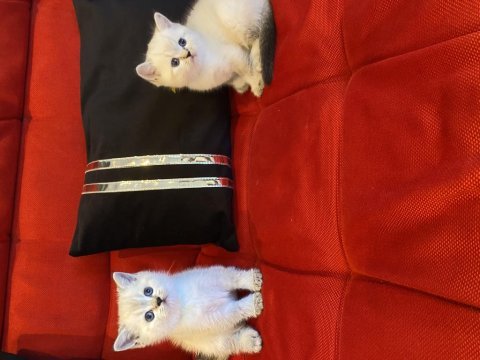 45 günlük bebek kedilerim