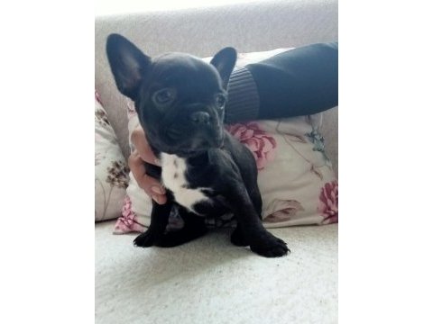 Fransız bulldog