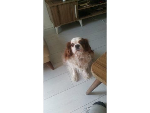 Sosyal erkek kısır çipli delikanlı cavalier king charles