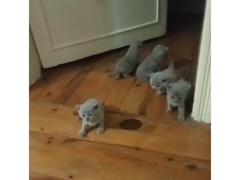 British shorthair dişi ve erkek yavru
