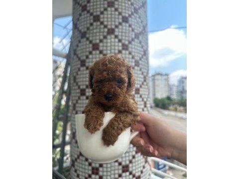 Toy poodle yavrularımız