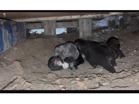 11 ağustos french bulldoglar dişi erkek