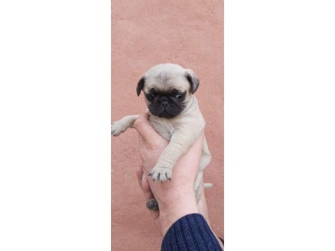 Muhteşem pug mops bebek köpekler