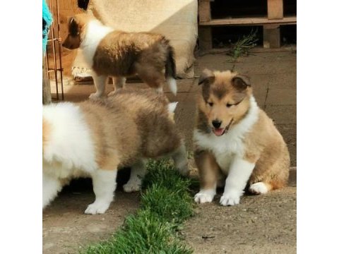 Rough collie ( lessie ) yavruları