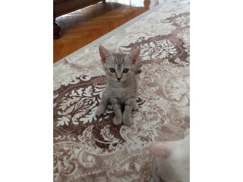 British shorthair yavrular ömürlük yuvalarına gitmeye hazır