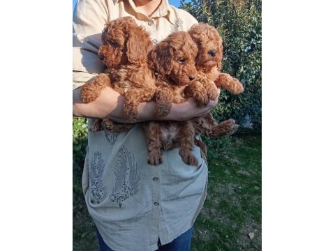 Toy poodle bebek köpekler