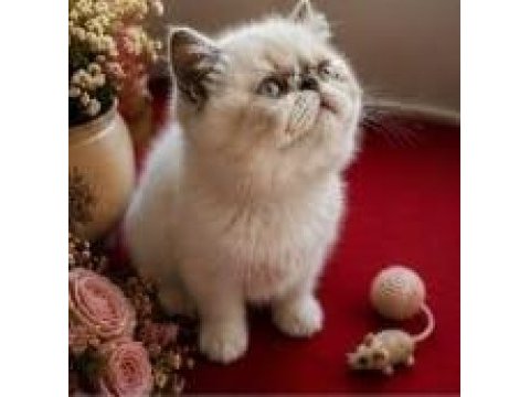 Safkan exotic shorthair bebekler yuvalarını arıyor