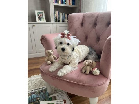 Irkının en iyisi köpeğimiz