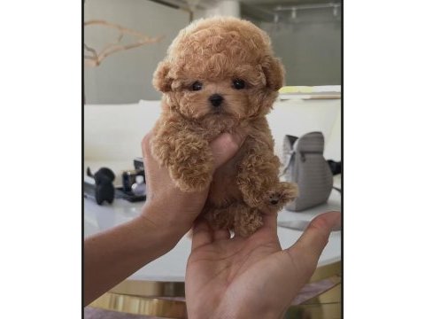 Yeni lokum maltipoo bebeğimiz