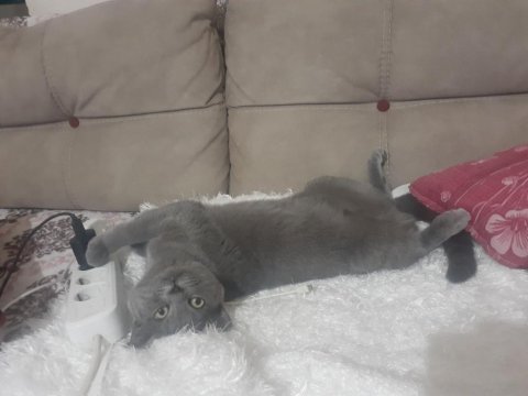British longhair