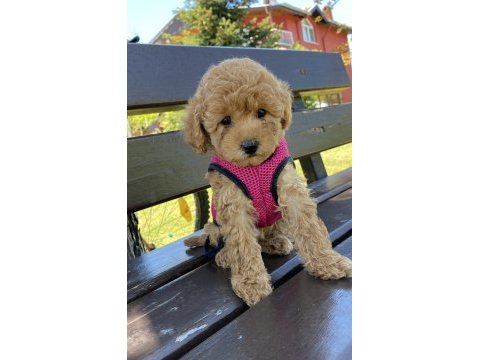 Poodle güzel yavrum