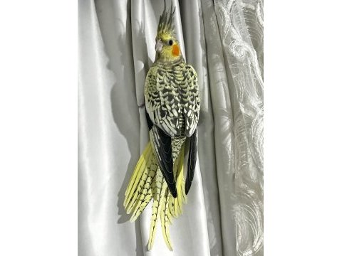 Kur ötüşü yapan dişi pearl sultan papağanı