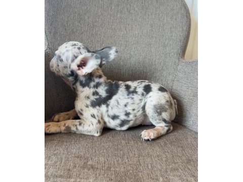 Renkli gözlü french bulldog yavrularım