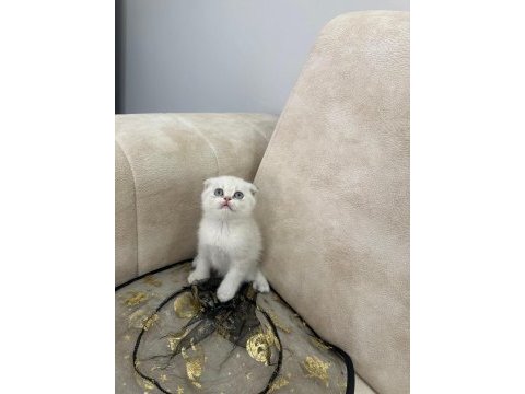 Show kalite british shorthair yavrular