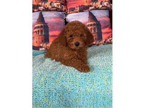 Irk ve sağlık garantili poodle bebekleri