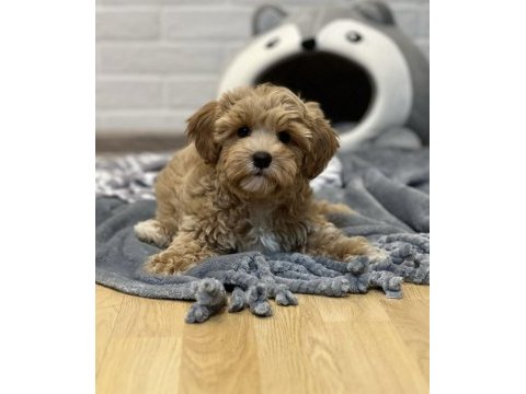Maltipoo korekan bebekler