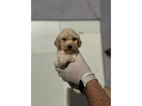 Maltipoo yavrularımızı canlı görerek alabilirsiniz
