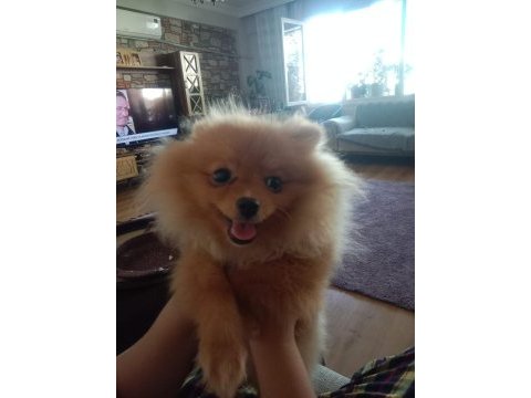 Pomeranian 5 aylık