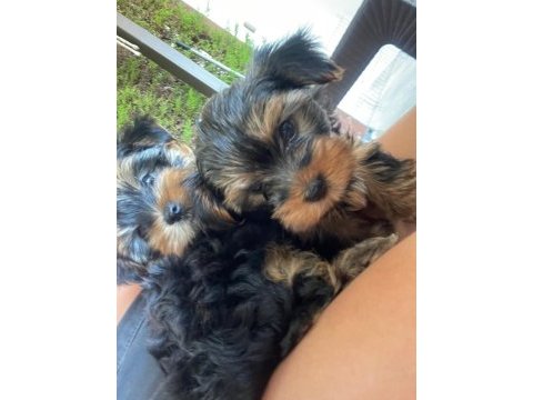 60 günlük yorkshire terrier yavrularımız