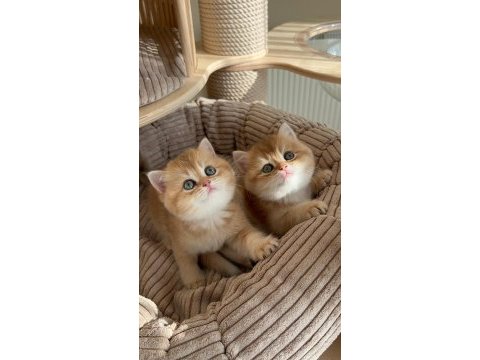 Caglar house cattery british kediler
